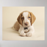 Beagle Puppy