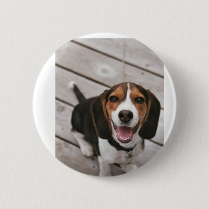 Beagle_puppy sitting 6 cm round badge