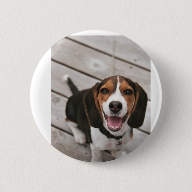Beagle_puppy sitting 6 cm round badge (Front)