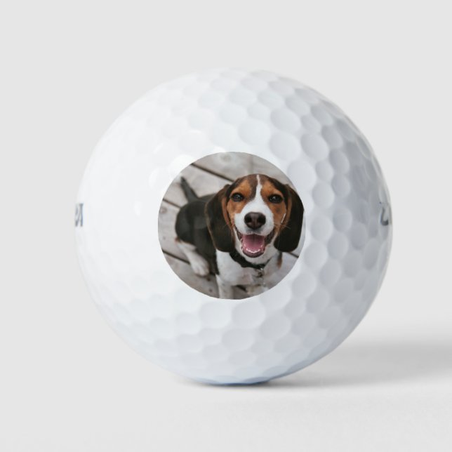 Beagle_puppy sitting golf balls (Front)