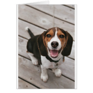 Beagle_puppy sitting.png