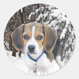 Beagle Puppy Snowy Woods Stickers