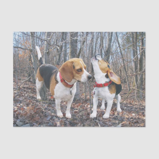 Beagle Pups in the Woods Tissue Paper (Front)