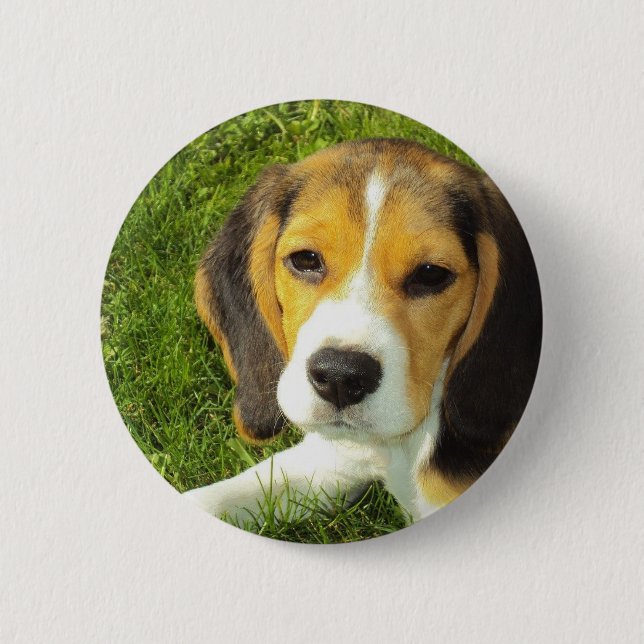 Beagle Round Button (Front)