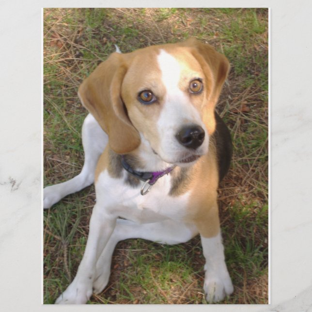 Beagle sitting 2 (Front)