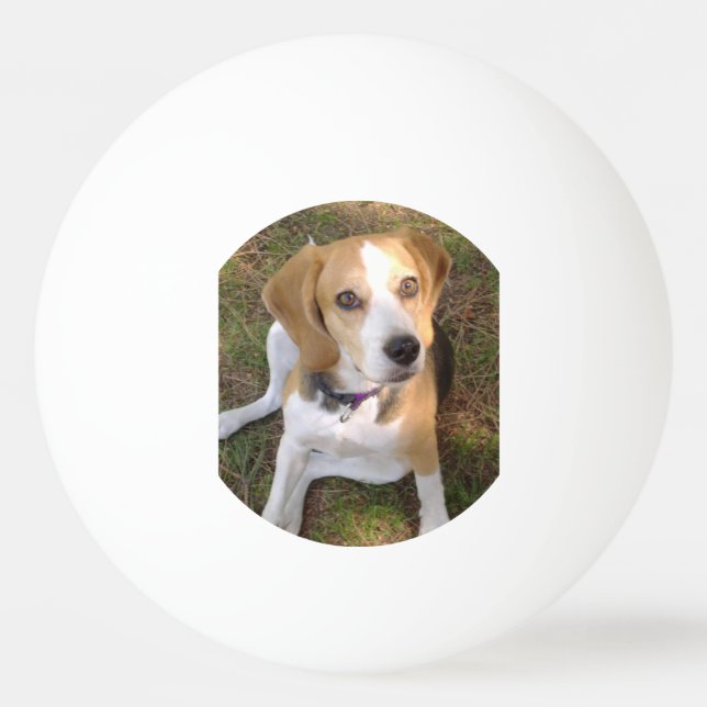 Beagle sitting 2 ping pong ball (Front)