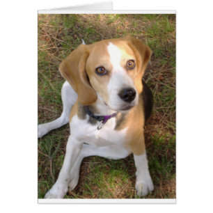 Beagle sitting 2.png