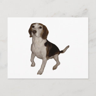 beagle sitting third postcard