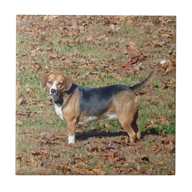 Beagle Tile (Front)