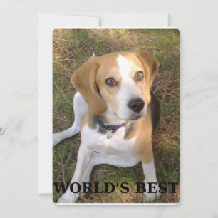 beagle worlds best