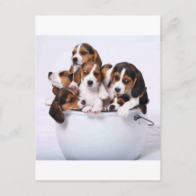 Beagles in Bucket Postcard (Front)