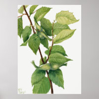 Beaked Hazelnut (Corylus rostrata) (1932) by Mary