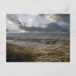 beale reeds postcard