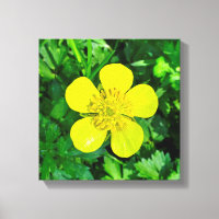 Beaming Buttercup Flower.