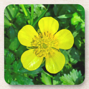 Beaming Buttercup Flower. Coaster