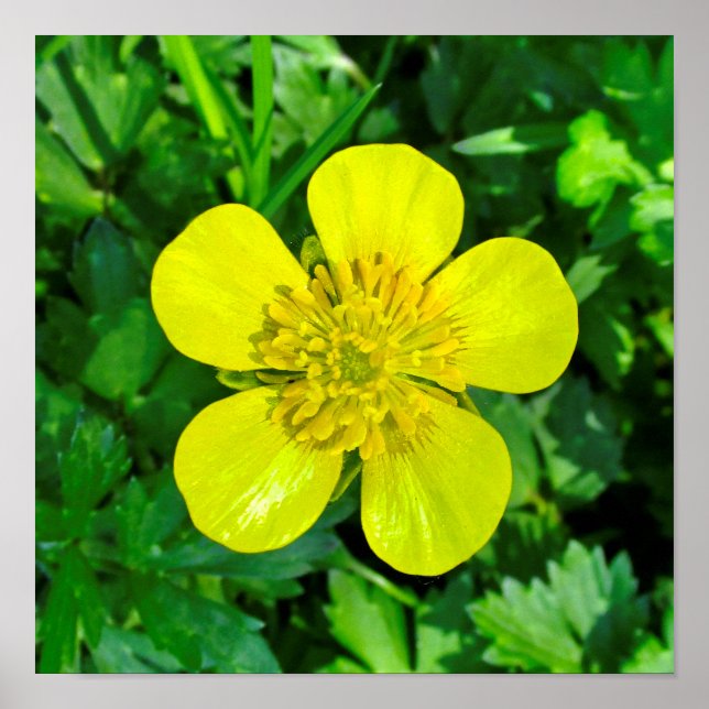 Beaming Buttercup Flower. Poster (Front)
