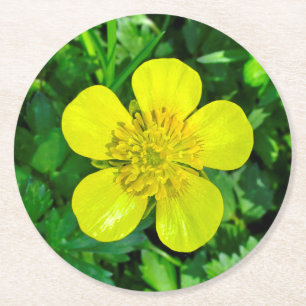 Beaming Buttercup Flower. Round Paper Coaster