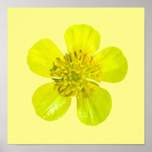Beaming Buttercup Flower - transparent. Poster