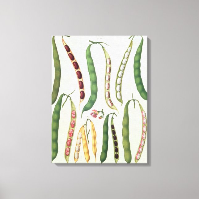 Beans Canvas Print (Front)