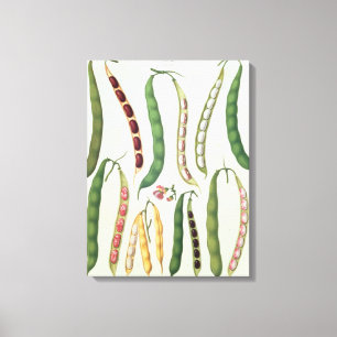 Beans Canvas Print