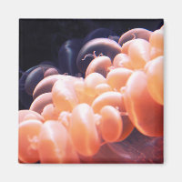 beans litnd 8x8