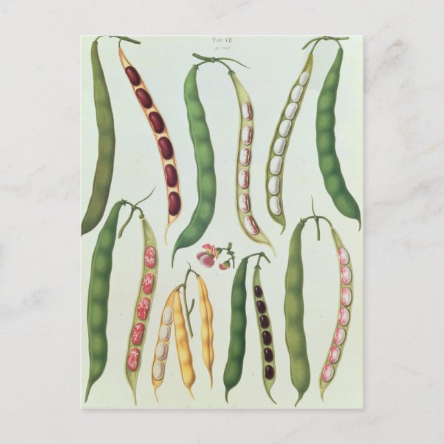 Beans Postcard (Front)