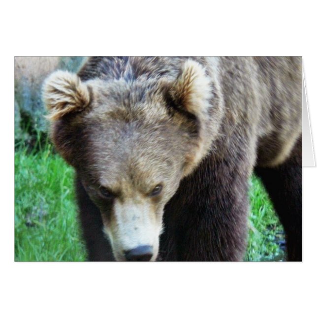 Bear (Front Horizontal)