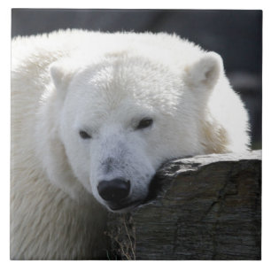 Bear 002 tile