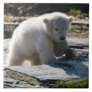 Bear 07 tile