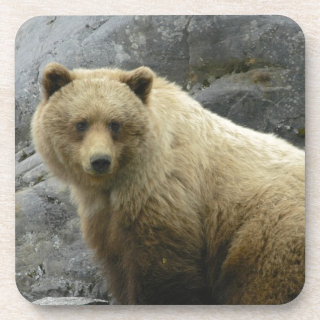Bear Alaska Animals Destiny Nature Coaster (Front)