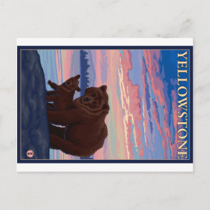 Bear and Cub - Yellowstone National Park Postcard