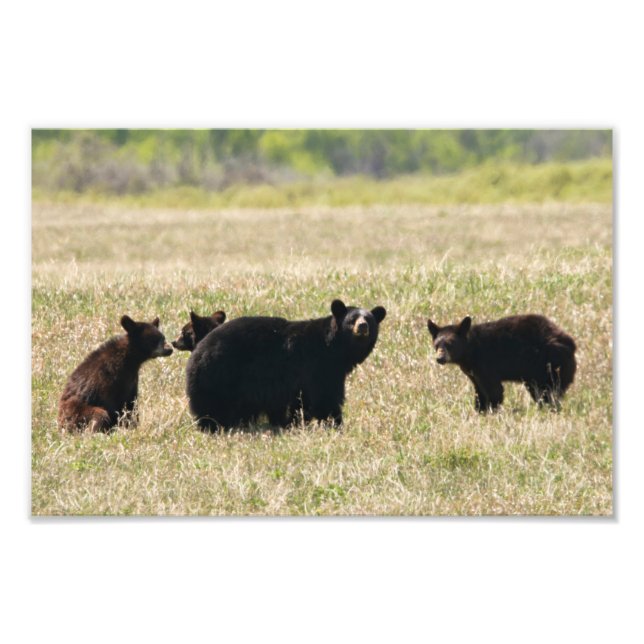 Bear and Cubs Photo Print (Front)