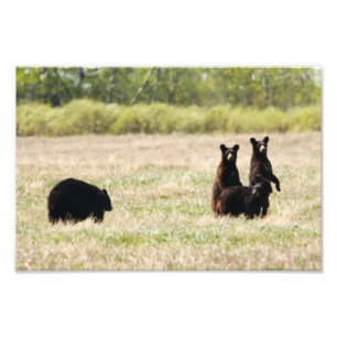 Bear and Cubs Photo Print