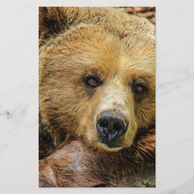 Bear bears animal custom personalise Anniversaries Flyer (Front)