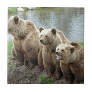 Bear bears animal custom personalise Anniversaries Tile