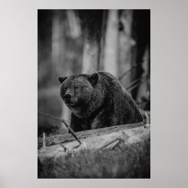 Bear Black White Photo Modern Rustic Cabin Poster (Front)
