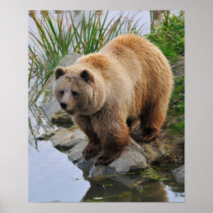 Bear by a Lake Poster
