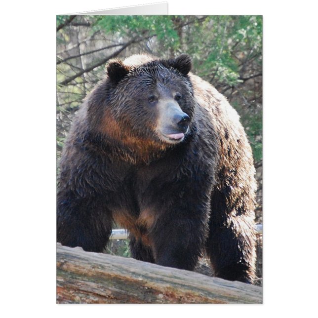 Bear Card (Front)