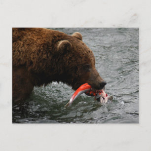 Bear closeup, Brooks Falls Alaska Postcard