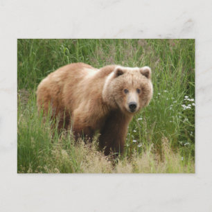 Bear closeup, Brooks Falls Alaska Postcard