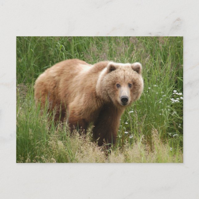 Bear closeup, Brooks Falls Alaska  Postcard (Front)