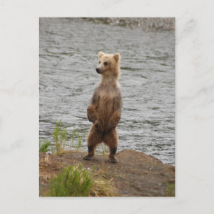Bear closeup, Brooks Falls Alaska  Postcard