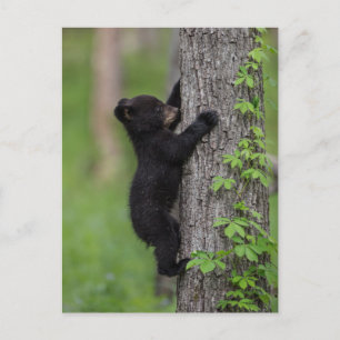 Bear Cub Climbing a Tree Postcard