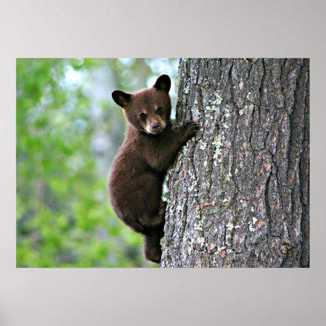 Bear Cub Climbing a Tree Poster (Front)