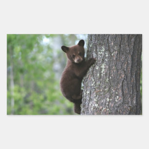 Bear Cub Climbing a Tree Rectangular Sticker