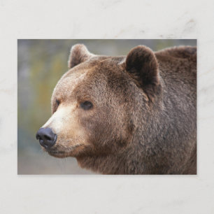 Bear Face Postcard