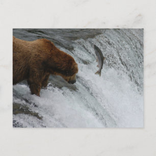 Bear fishing salmon, Brooks Falls Alaska  Postcard