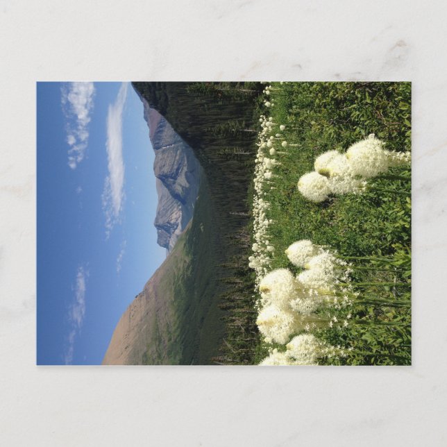 Bear Grass Glacier National Park Postcard (Front)