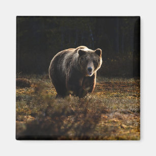 Bear Magnet