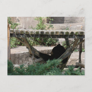 Bear Postcard